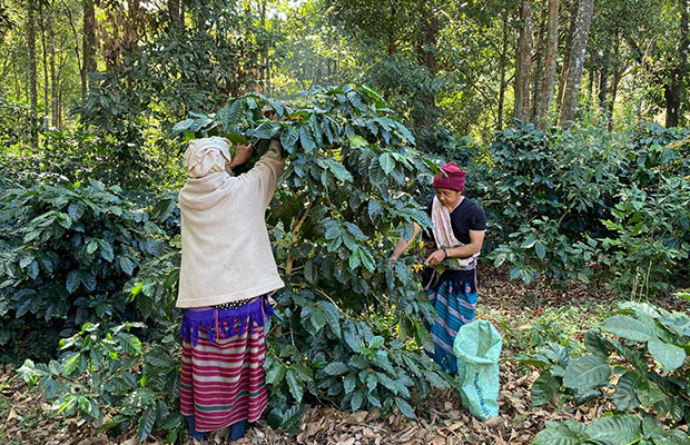 タイのなまけ者コーヒー