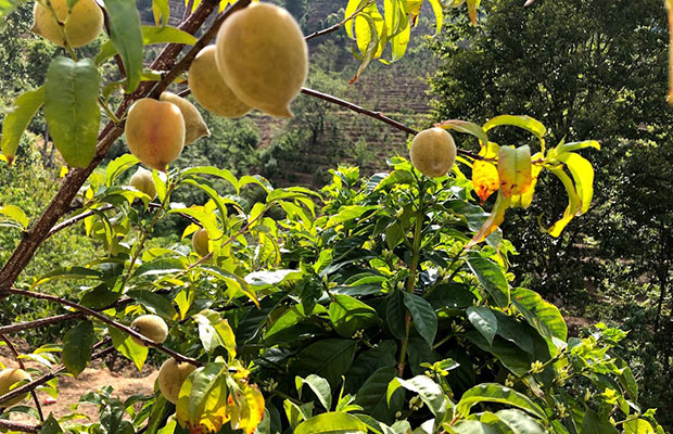 雲南の桃源郷コーヒー