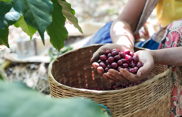 ミャンマーの庭先コーヒー