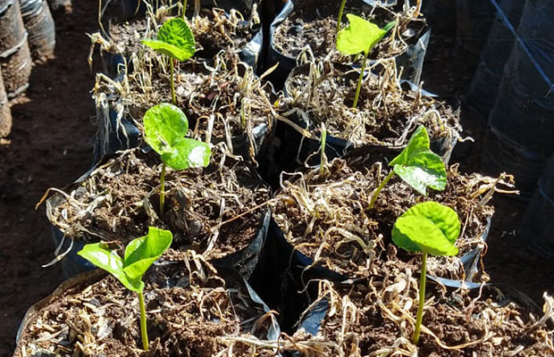 チンパンジーを守るコーヒー（タンザニア）