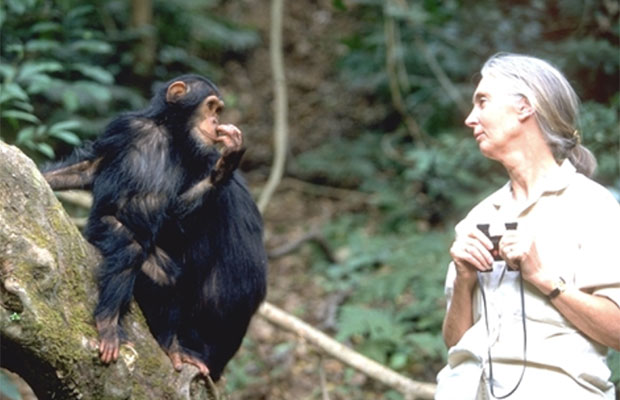 チンパンジーを守るコーヒー（タンザニア）